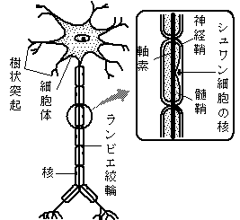 ニューロンの向上を表現した図